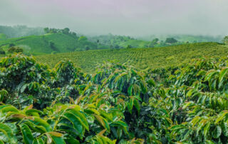 coffee farm in puerto rico