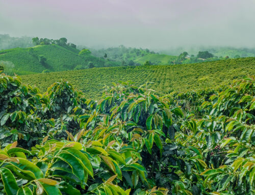 Coffee Farm Agrivoltaics in Puerto Rico