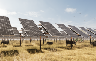 cows grazing among solar panels with a tractor in the background