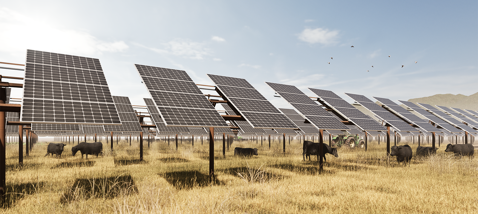 cows grazing among solar panels with a tractor in the background