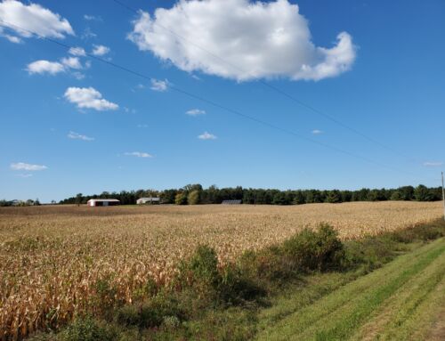 How REAP Grants Help Rural and Agriculture Businesses Get Solar Power and More