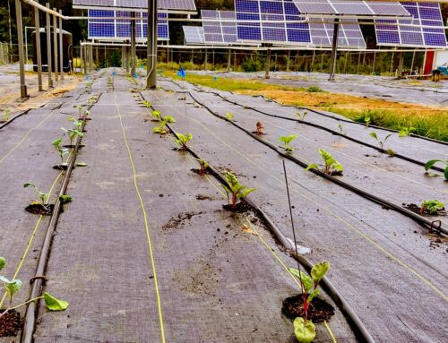 Firebird Research Farm Adds Solar Mount Irrigation to Urban Agrivoltaics